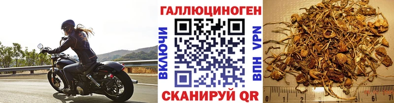 Галлюциногенные грибы GOLDEN TEACHER  хочу   mega зеркало  Новая Ладога 